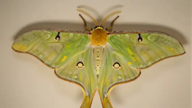 Close-up of Luna Moth with Bright Yellow Body and Intricate Wings