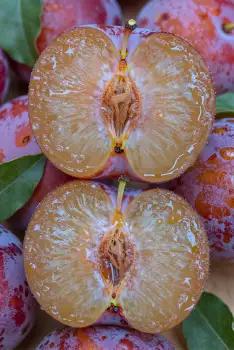 Close-up of Red and Pink Plums with Seeds fruit