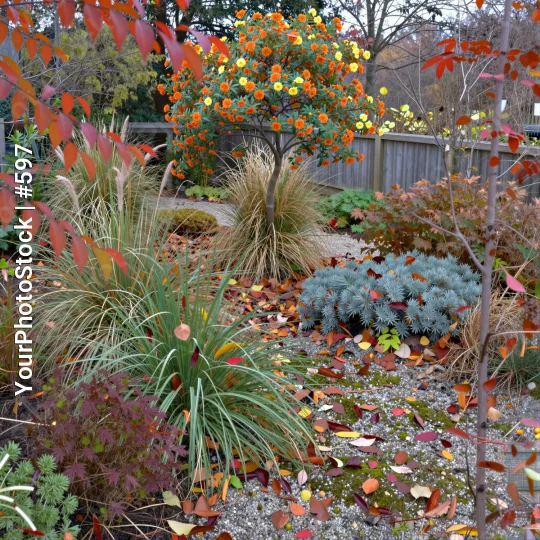 Autumn Garden with Vibrant Leaves and Tall Tree