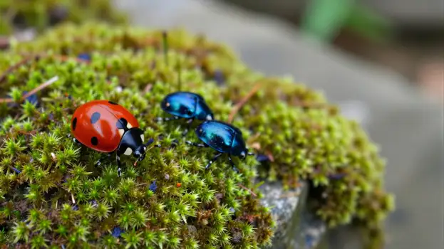 Two Ladybugs Interacting on Moss interaction natural setting