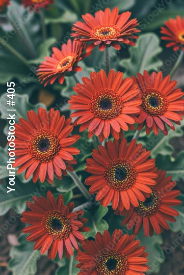 Bright Orange Gerbera Daisies in Full Bloom flowers