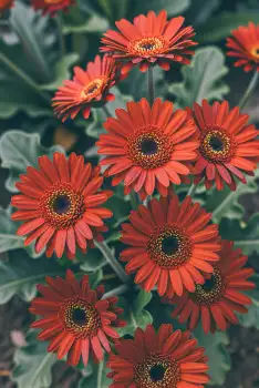 Bright Orange Gerbera Daisies in Full Bloom flowers