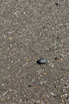 Close-up of Wet Asphalt Surface with Rock pebbles