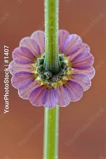 Purple Flower with Five Petals Close-Up circular pattern