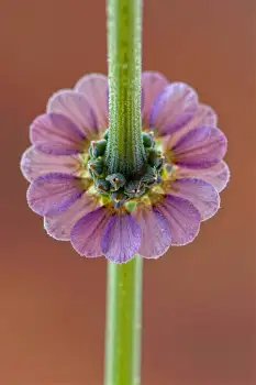Purple Flower with Five Petals Close-Up circular pattern
