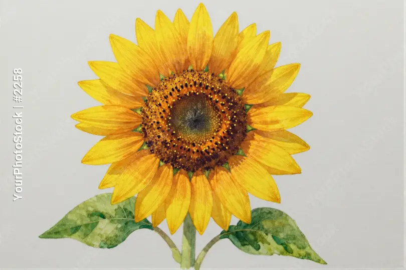 Bright Yellow Sunflower with Star-like Petals