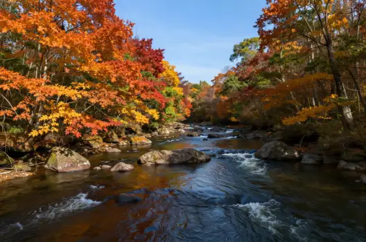 Autumn River Landscape fall leaves trees wooded area