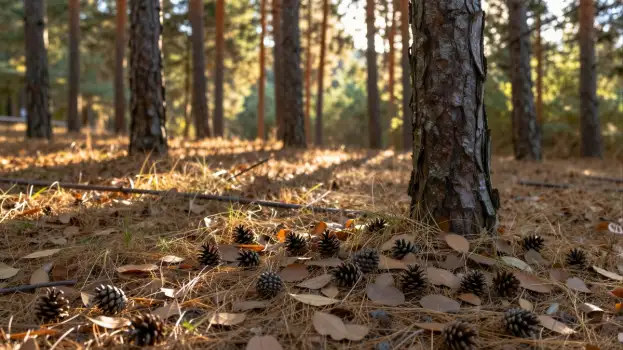 Fallen Leaves and Pine Cones on Forest Floor tall pine trees