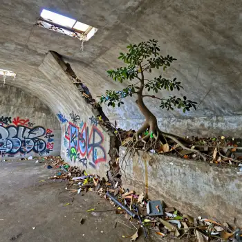 Abandoned Tunnel with Graffiti and Overgrown Tree