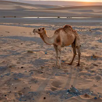 Camel in Sunset Desert Landscape sand dune rocks