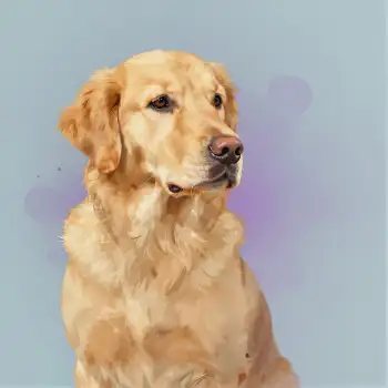 Golden Retriever Dog Sitting Relaxed dog portrait