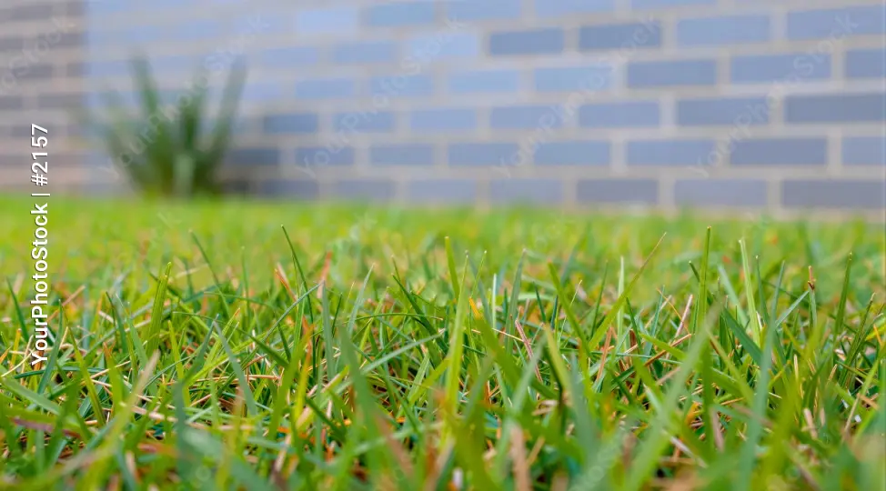 Green Grass Patch in Front of Blue Brick Wall