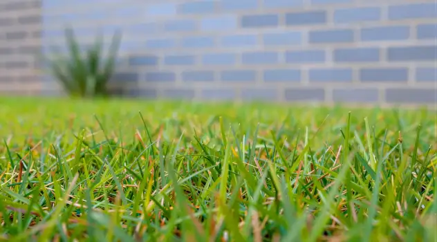 Green Grass Patch in Front of Blue Brick Wall