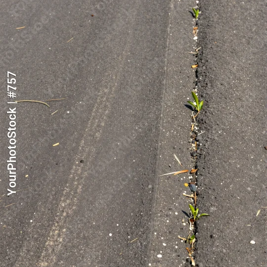 Close-up of Black Asphalt with Growing Plant shrub