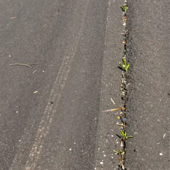 Close-up of Black Asphalt with Growing Plant shrub