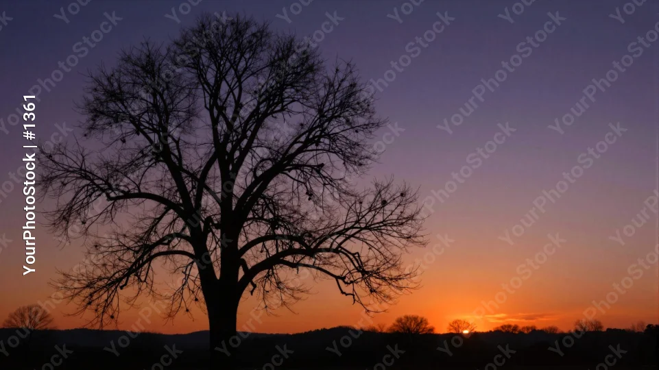 Winter Silhouette Tree Against Sunset field orange