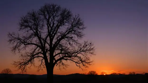 Winter Silhouette Tree Against Sunset field orange