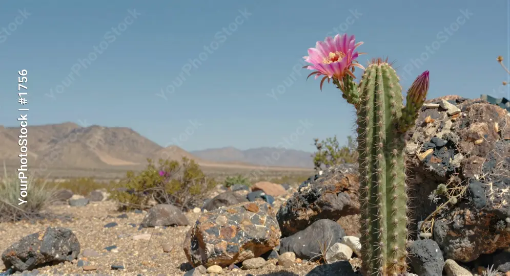 Desert Landscape with Cactus and Flower mountains