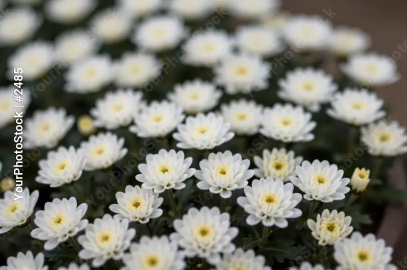 Close-up of Clustered White Flowers with Yellow Centers