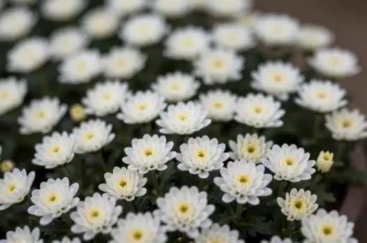 Close-up of Clustered White Flowers with Yellow Centers