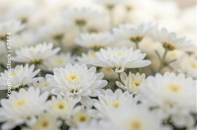 Close-up of Blooming White Daisy Flowers white daisies