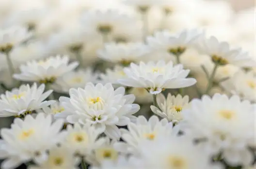 Close-up of Blooming White Daisy Flowers white daisies