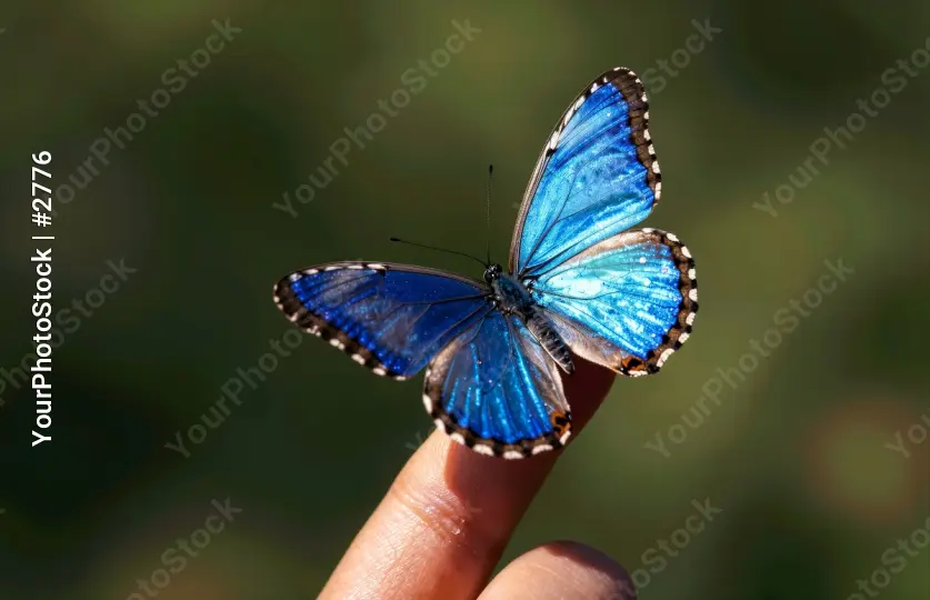 Vivid Blue Butterfly on Finger