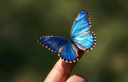 Vivid Blue Butterfly on Finger
