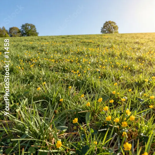 Green Grass Field with Yellow Flowers nature serene