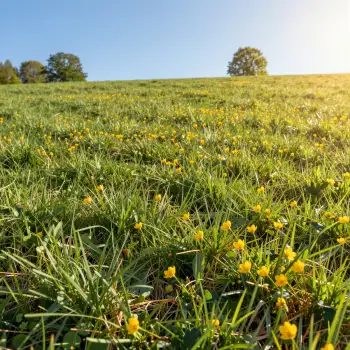Green Grass Field with Yellow Flowers nature serene