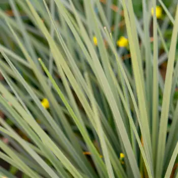 fan-like light green leaves in garden natural environment