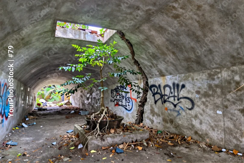 Abandoned Concrete Tunnel with Graffiti and Growing Tree
