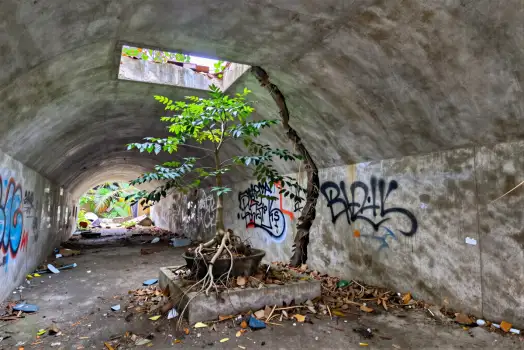 Abandoned Concrete Tunnel with Graffiti and Growing Tree