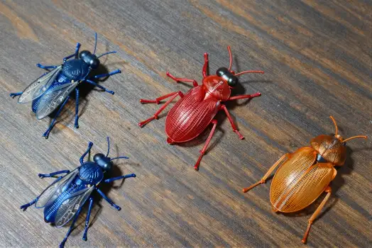 Three Beetles Battle on Weathered Wood wooden surface