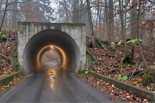 Forest Tunnel with Fog on a Misty Day road nature