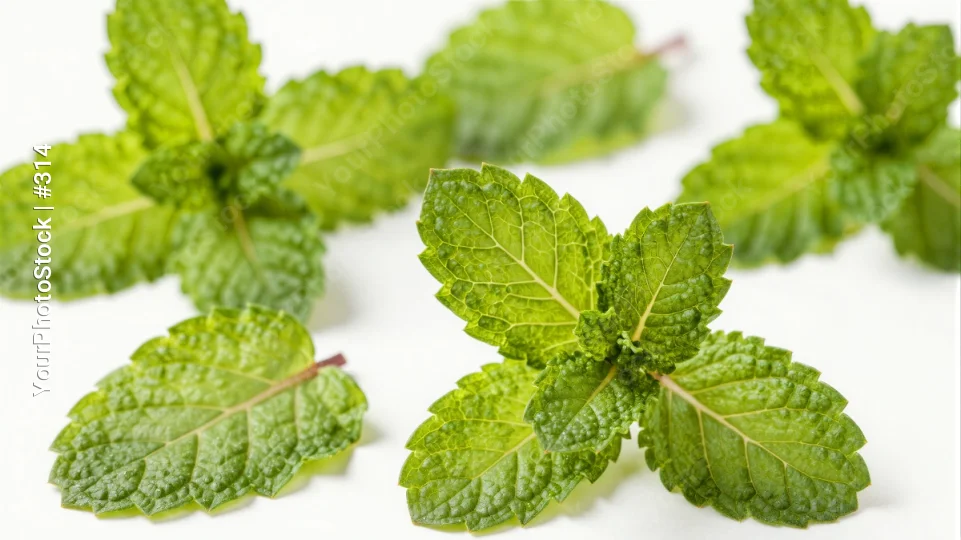 Fresh Mint Leaves on White Background green herbs