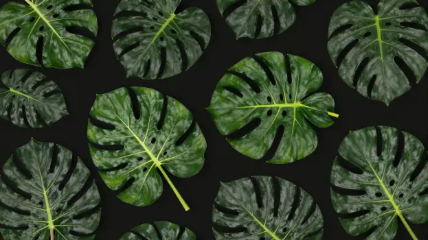 Green Monstera Leaves Pattern repeating design