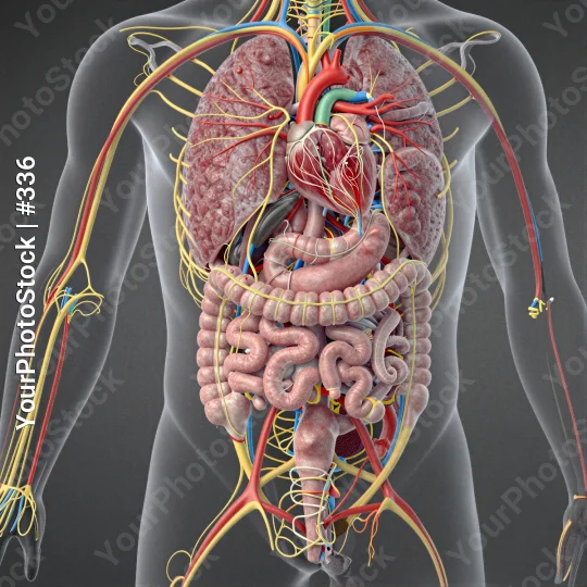 3D Human Body Internal Structure with Organs and Blood Vessels