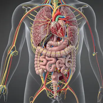 3D Human Body Internal Structure with Organs and Blood Vessels
