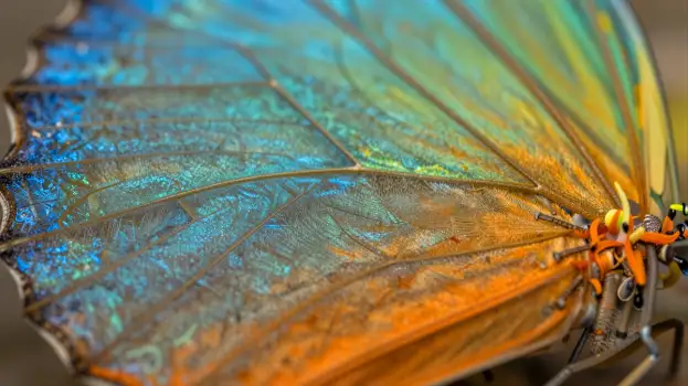 Close-up of Butterfly Wing with Rainbow Colors