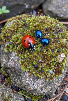 Green Moss Rock with Ladybug and Beetles wooded area