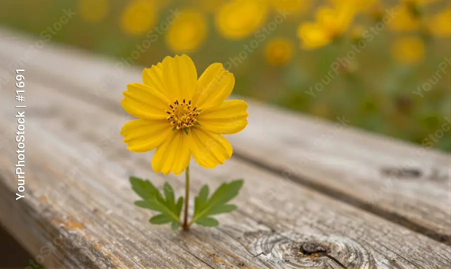 Yellow Flower on Weathered Wood close-up star-shaped