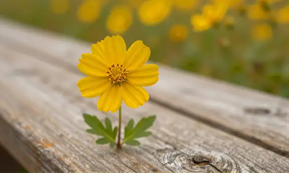 Yellow Flower on Weathered Wood close-up star-shaped