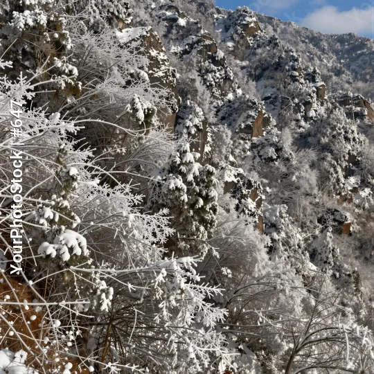Snow-covered mountain landscape with bare trees