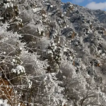 Snow-covered mountain landscape with bare trees