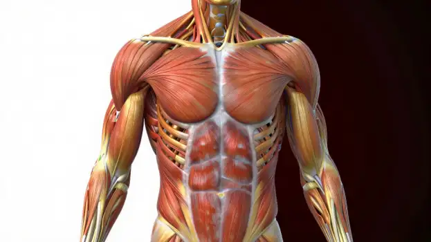 3D Model: Symmetrical Upper Body Muscles Highlighted in Red and Yellow