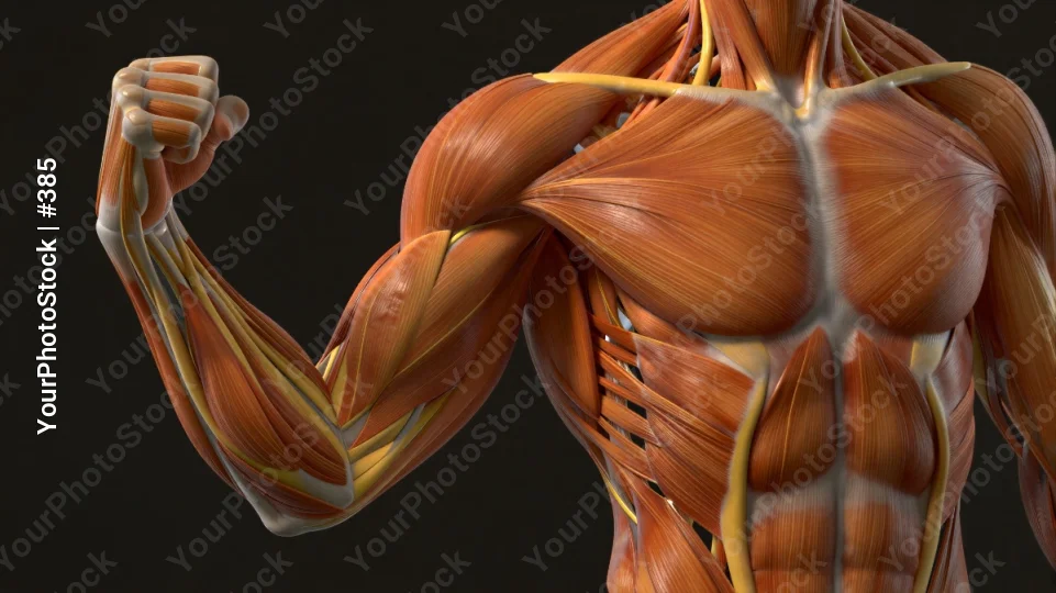 3D Rendered Shoulder and Upper Back Muscles Highlighted