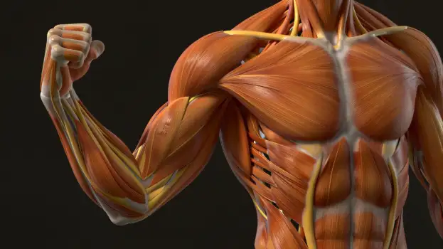 3D Rendered Shoulder and Upper Back Muscles Highlighted