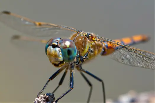 Close-up of Dragonfly with Blue-Green Body and Orange Wings