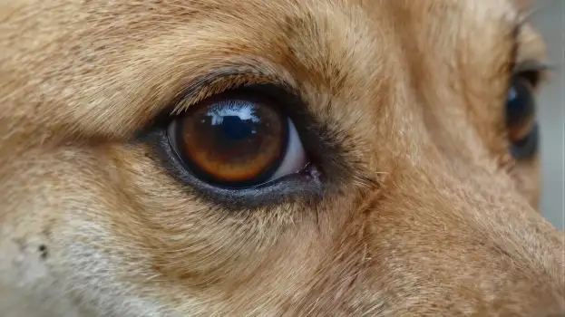 Close-up of Dog's Eye with Brown Iris and Pupil